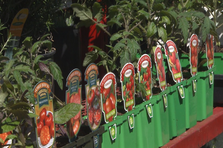 Tomatoes are at their best when planted early